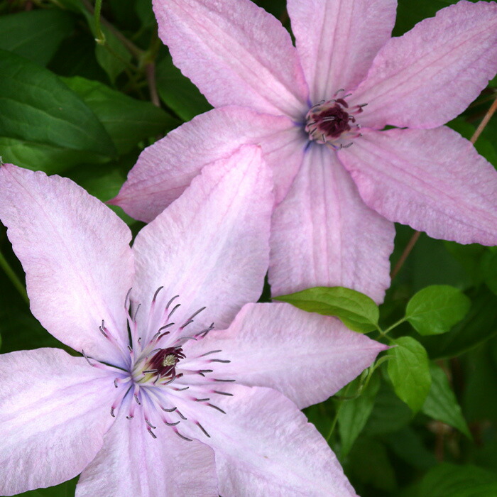 楽天市場】クレマチス 苗 マダムバロンベイヤール ジャックマニー系 2