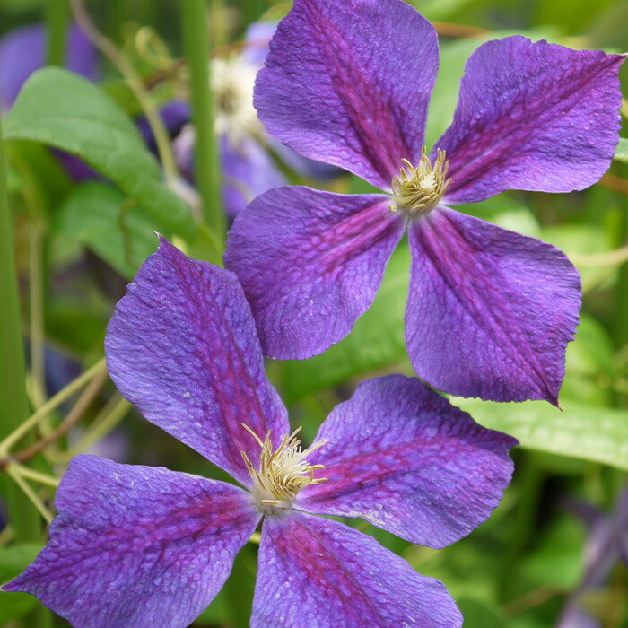 楽天市場】予約販売 クレマチス 苗 マダムバロンベイヤール ジャック