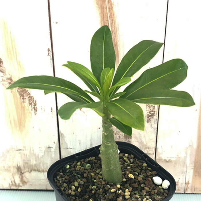 楽天市場】多肉植物 caパキポディウム レウコキサンツム 白花