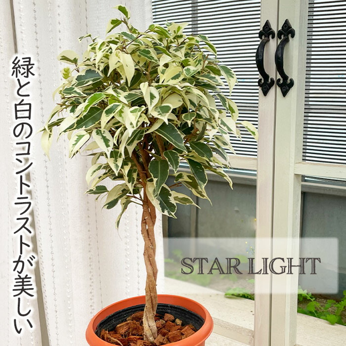 楽天市場】観葉植物 斑入りパキラ ミルキーウェイ 5号鉢 パキラ
