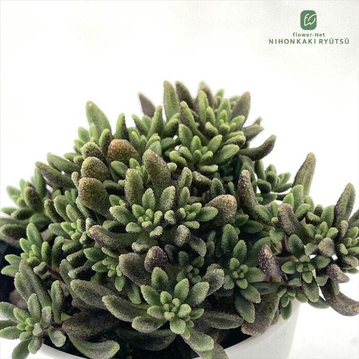 楽天市場】多肉植物 seクラッスラ ネモロサ 多肉植物 クラッスラ 7.5cm