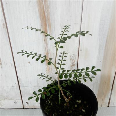 楽天市場 多肉植物 Caオペルクリカリア パキプス 実生 多肉植物 コーデックス 7 5cmポット フラワーネット 日本花キ流通