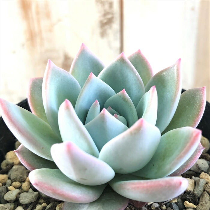 楽天市場】多肉植物 skエケベリア ファイヤーピラー 多肉植物