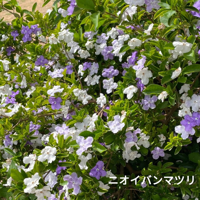 ルリマツリ　ブルペンバコ プルンバーゴ（ルリマツリ）：ブルー3-3.5号ポット の通販