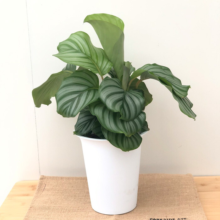 観葉植物 カラテア オルビフォリア 6号鉢 送料無料 観葉植物 室内 