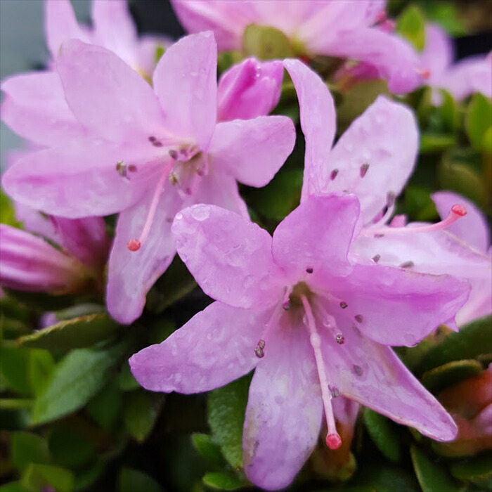 楽天市場】予約販売 深山霧島ツツジ 満月 9cmポット 開花予定株 ミヤマ