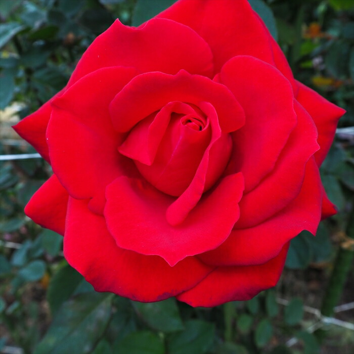 楽天市場】予約販売 バラ苗 バラ大苗 大輪 サマンサ 四季咲き 薔薇