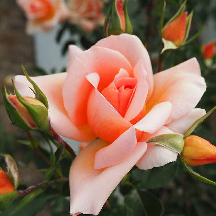 楽天市場】【まもなく締め切り】 予約販売 バラ苗 バラ大苗 中輪