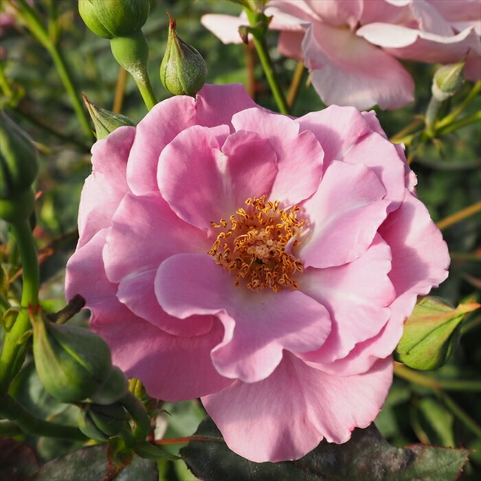 楽天市場】予約販売 バラ 苗 バラ 新苗 大輪 ファーストプライズ 木立