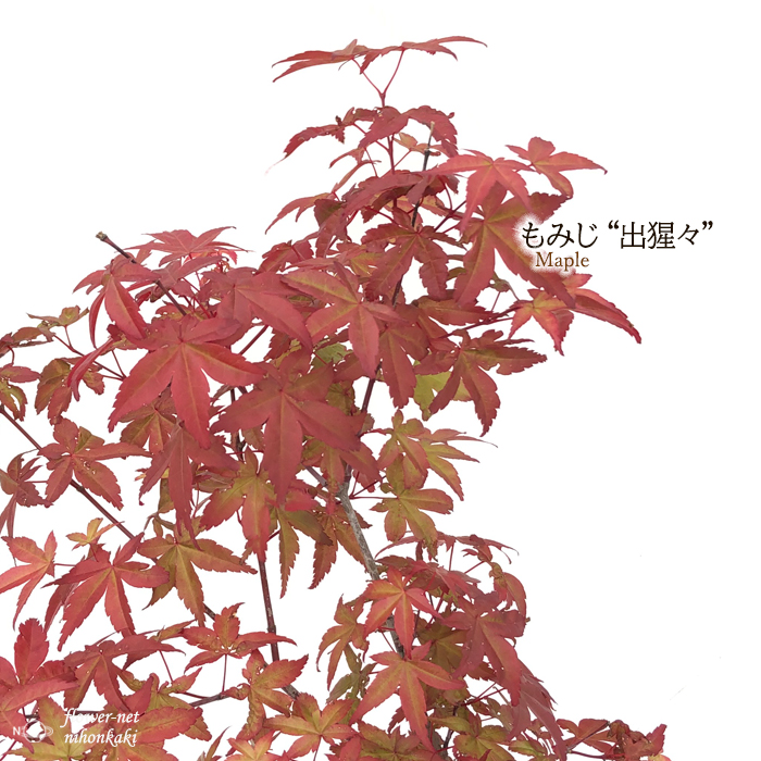 楽天市場】予約販売 もみじ 紅鴫立沢 12cmポット 接木苗 紅葉 モミジ