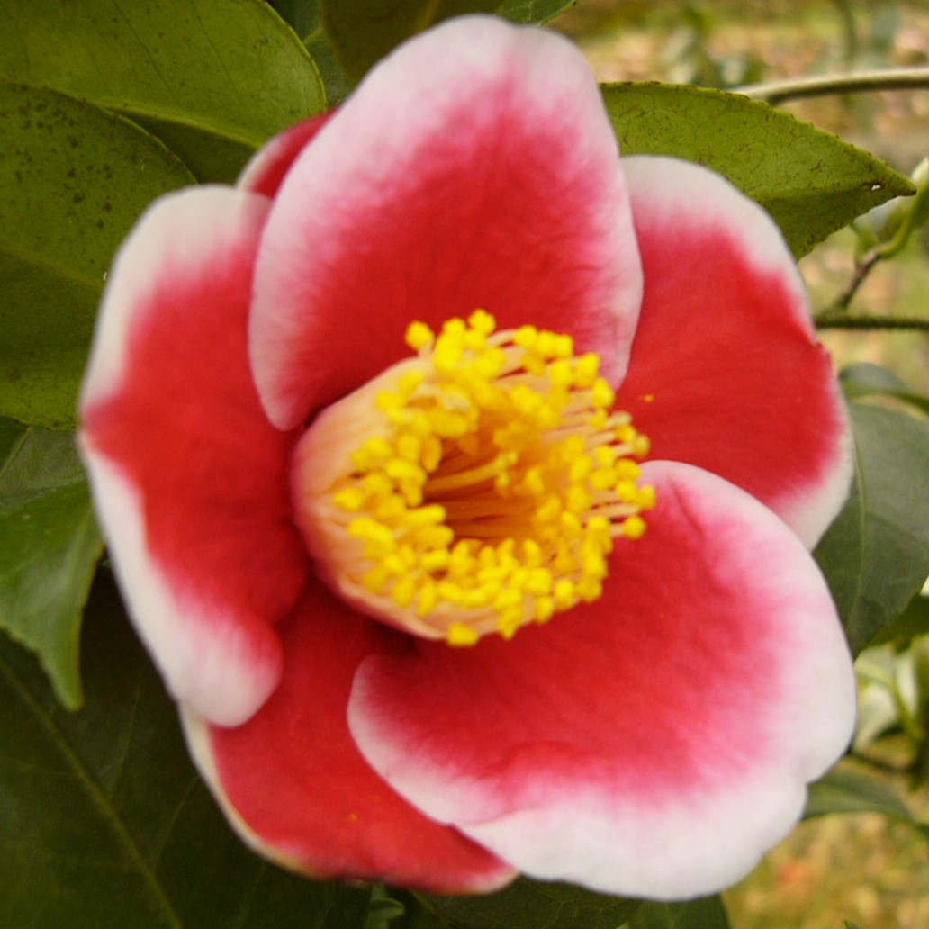 楽天市場】一重咲き椿 赤寺 12cmポット 開花予定株 つばき ツバキ