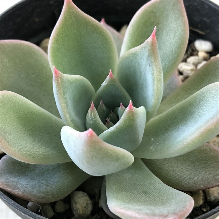 楽天市場】多肉植物 hxエケベリア チワワエンシスイエコラ×シムランス