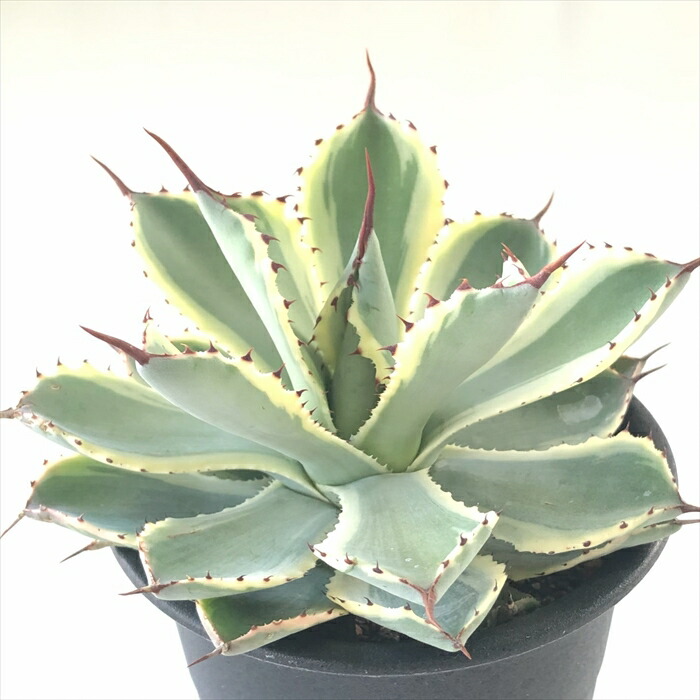 雷神の花 アガベ ポタトラム 多肉植物 アガベ・雷神（Agave potatorum／ポタトルム）の種類、紹介 – ゆるぷ