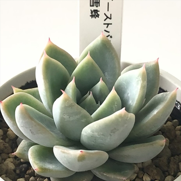 楽天市場】多肉植物 yukエケベリア 雪蜂×Ebony 多肉植物 優木園