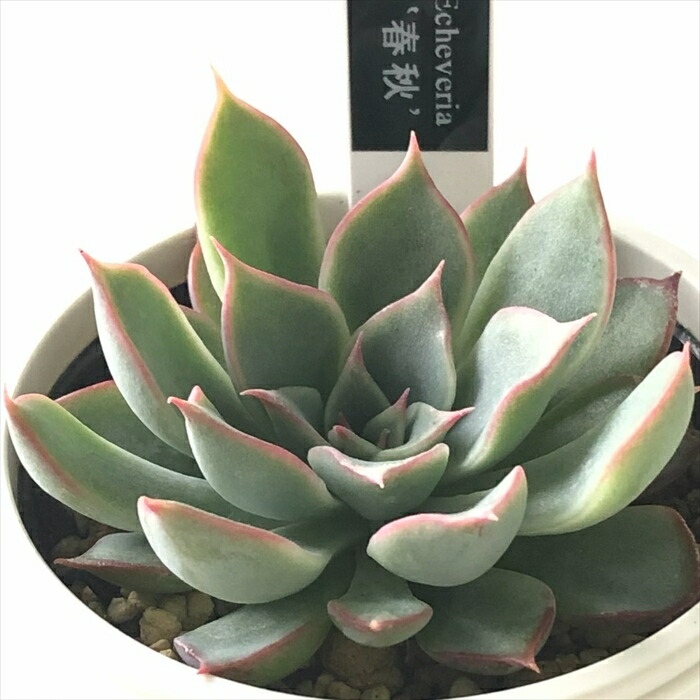 楽天市場】予約販売 多肉植物 PAL nae セレクション No.014
