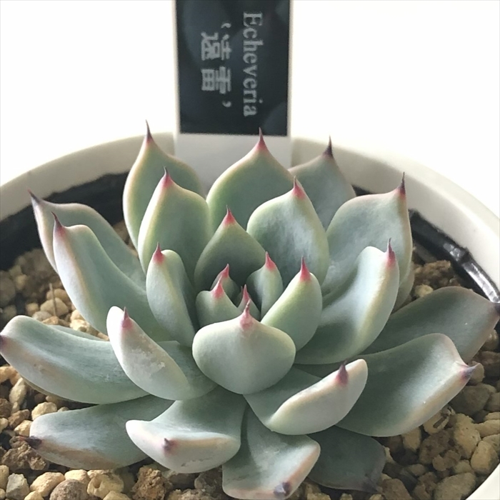 ミックスベリア 067 華切子 楽天市場】多肉植物 oriミックスベリア No.067 華切子 多肉植物