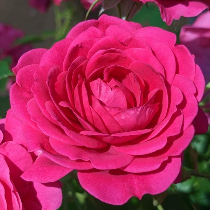 Beaniebaby様♡ご予約　バラ苗 バラ予約】 バラ大苗 爽 予約特典付き 【申込期限：2月22日