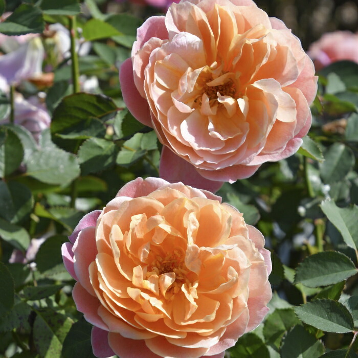 バラ苗　超レア　オランダローズ　大苗　蕾あり　四季咲き 楽天市場】【楽天スーパーセール P5倍】 予約販売 バラ苗 バラ大苗