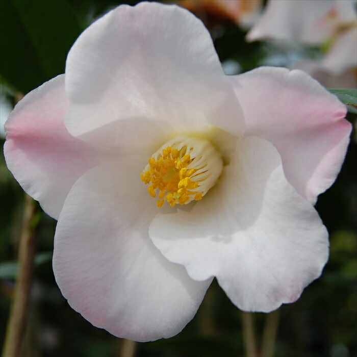 楽天市場】予約販売 一重咲き椿 五月姫 12cmポット 開花予定株