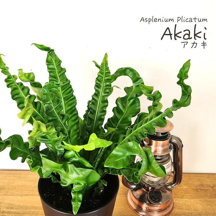 【楽天市場】観葉植物 アスプレニウム アカキ 4号鉢 観葉植物 小型 小さい 室内 贈り物 プレゼント インテリア おしゃれ：フラワーネット ...