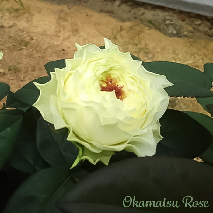 ❀ご購入前にコメントお願い致します❀　バラ　苗 ❀ご購入前にコメントお願い致します❀ バラ 苗 lo - メルカリ