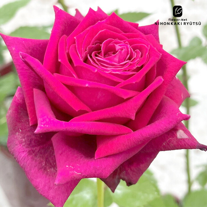 バラの苗/[25年12月上中旬予約]ハイブリッドティー：藤娘（ふじ