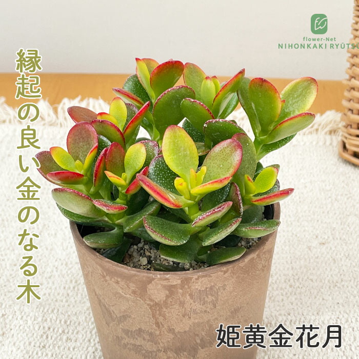 楽天市場】斑入り 金のなる木 キラメキ 5号鉢 花月 カゲツ 多肉植物