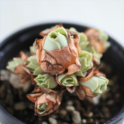 楽天市場】多肉植物 hmアナカンプセロス ばらまき ルベルシー 多肉植物