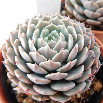 楽天市場】多肉植物 oriミックスベリア No.027 ラズベリー