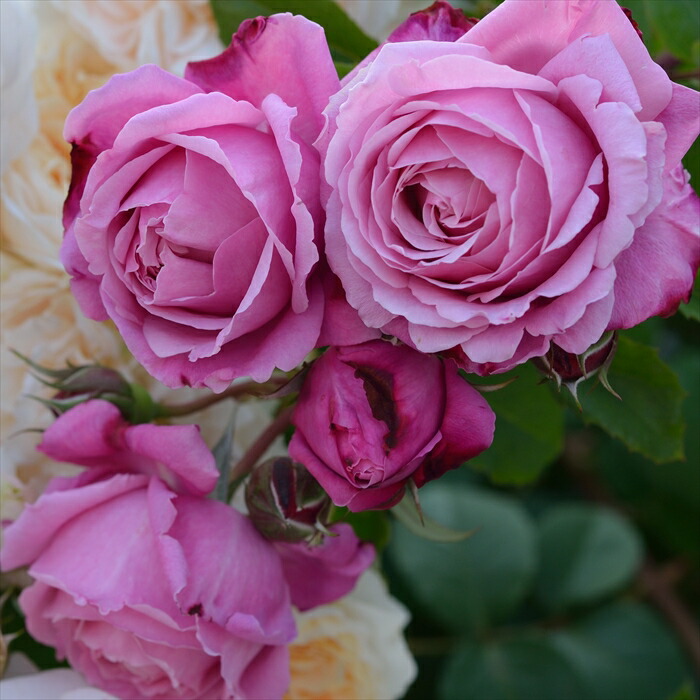 楽天市場】予約販売 バラ 苗 バラ 新苗 ロサ オリエンティス