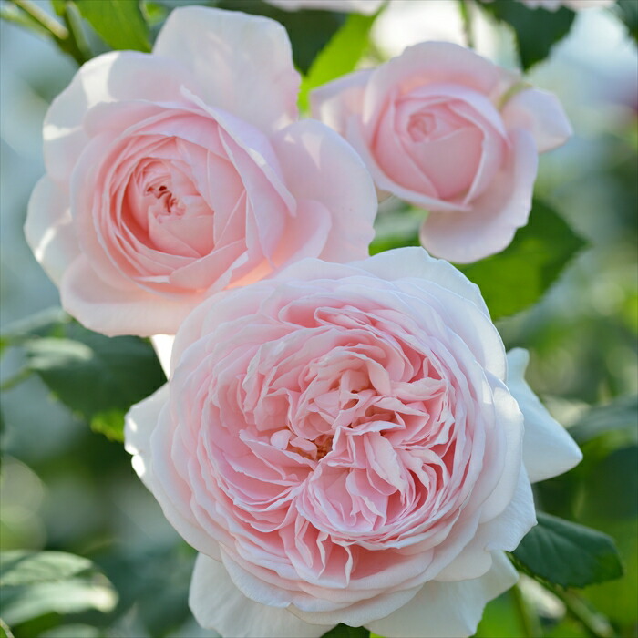 楽天市場】予約販売 バラ 苗 バラ 新苗 ドリュ ピンク ビンテージ 品種