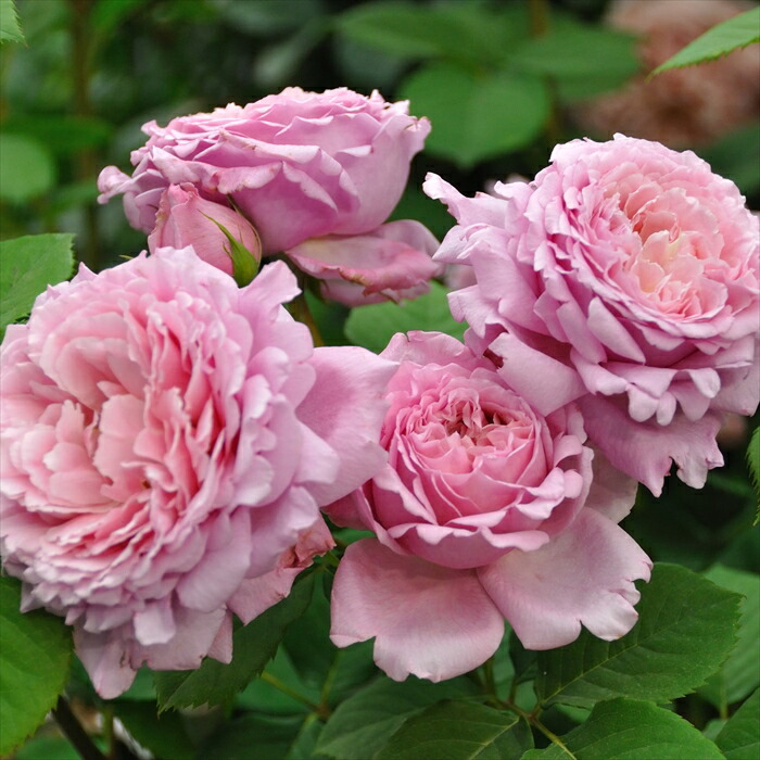 楽天市場】予約販売 バラ 苗 バラ 新苗 デルバール ギーサヴォア 契約