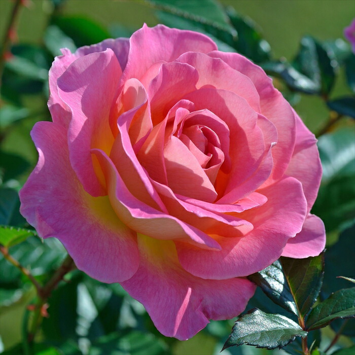 楽天市場】予約販売 バラ 苗 バラ 新苗 デルバール ギーサヴォア 契約