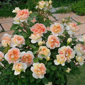 楽天市場】予約販売 バラ 苗 バラ 新苗 ドリュ ピンク ビンテージ 品種