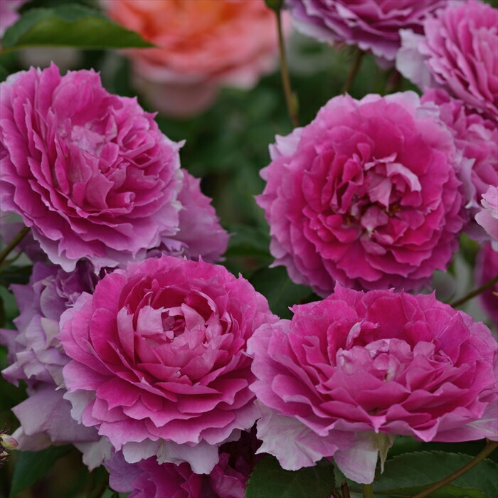 楽天市場】予約販売 バラ 苗 バラ 新苗 ドリュ ピンク ビンテージ 品種