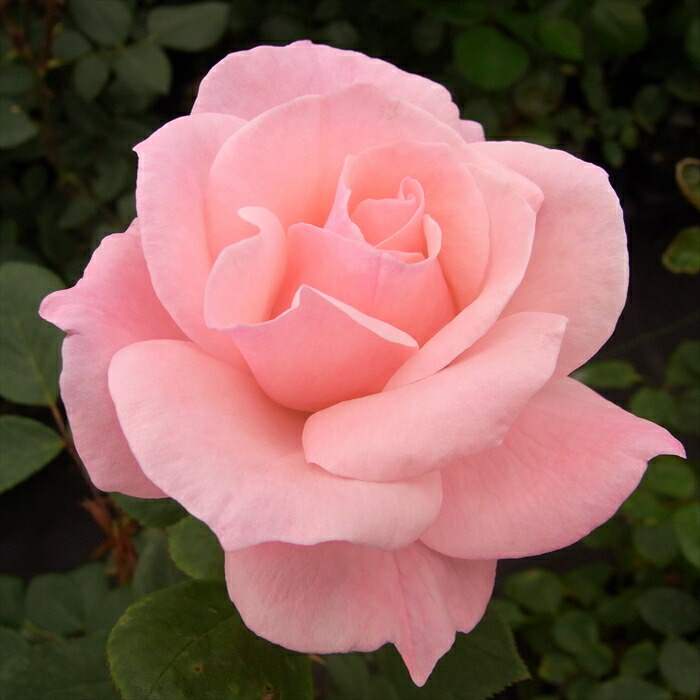 楽天市場】予約販売 バラ 苗 バラ 新苗 大輪 ファーストプライズ 木立