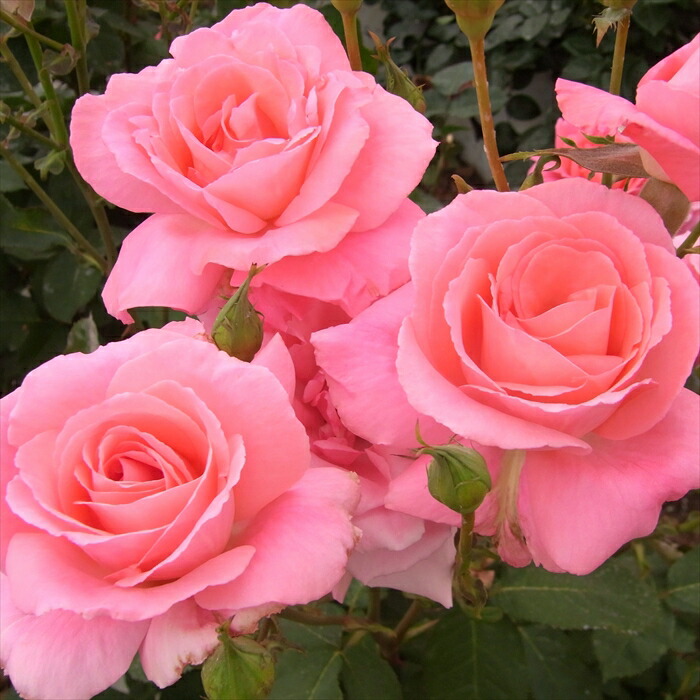 楽天市場】予約販売 バラ 苗 バラ 新苗 中輪 ニコロパガニーニ