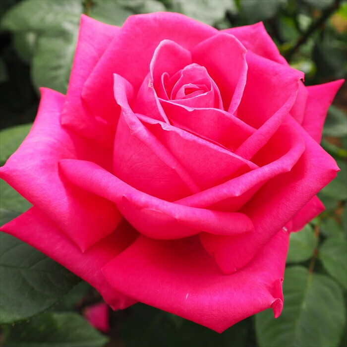 楽天市場】予約販売 バラ 苗 バラ 新苗 大輪 マジックモーメント 木立