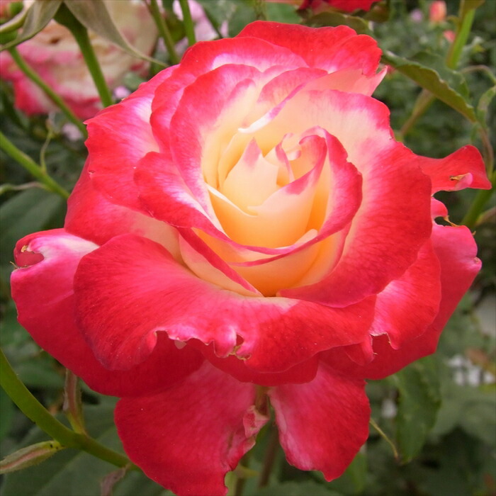 楽天市場】予約販売 バラ 苗 バラ 新苗 大輪 ピース 四季咲き 薔薇