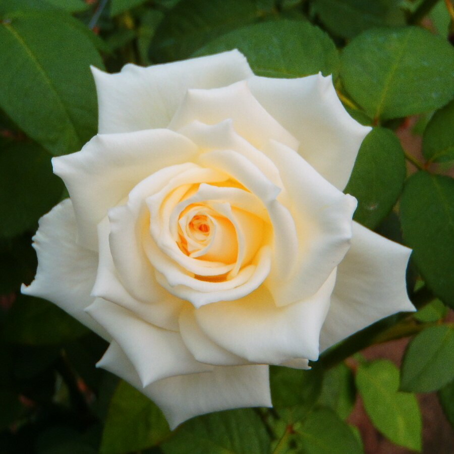 3155 白バラ whiterose90_top.jpg