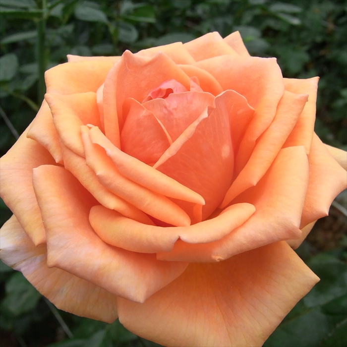 楽天市場】予約販売 バラ 苗 バラ 新苗 大輪 マジックモーメント 木立