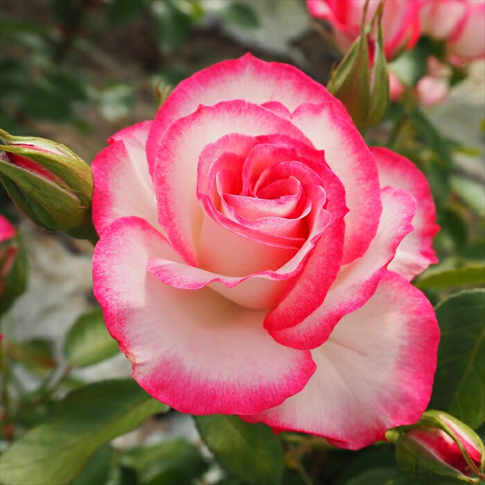 和バラニ苗 楽天市場】予約販売 バラ 苗 バラ 新苗 中輪 ニコロパガニーニ