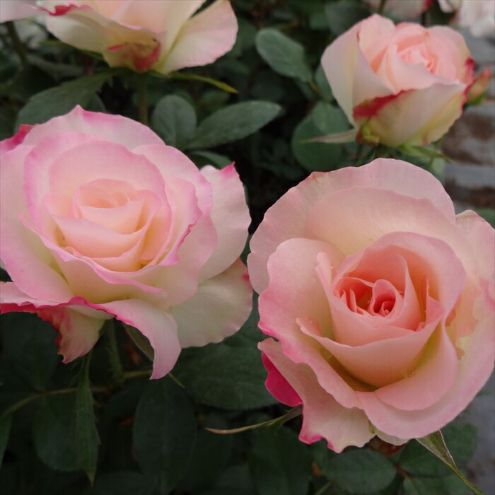 楽天市場】予約販売 バラ 苗 バラ 新苗 寺西コレクション ティラミス