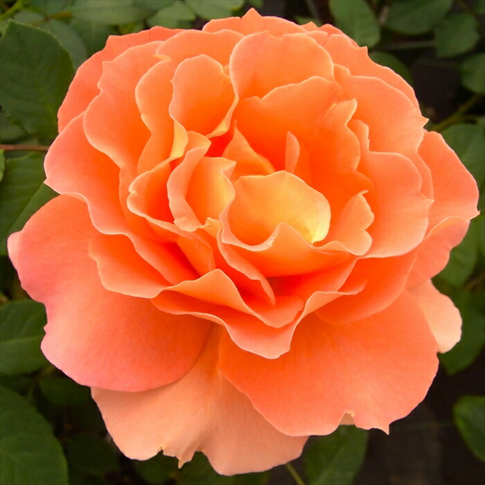 楽天市場】予約販売 バラ 苗 バラ 新苗 大輪 ファーストプライズ 木立