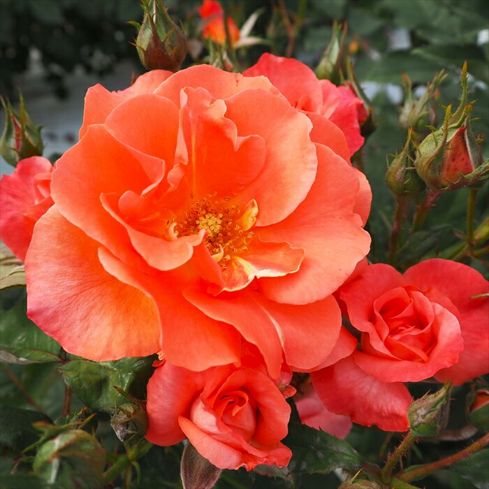 楽天市場】予約販売 バラ 苗 バラ 新苗 大輪 ジュリア 四季咲き 薔薇