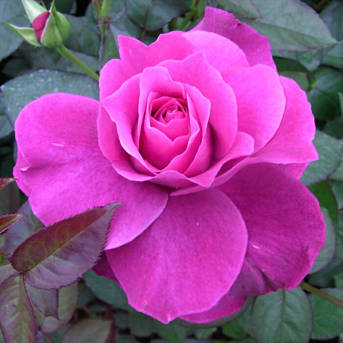 楽天市場】【まもなく締め切り】 予約販売 バラ苗 バラ大苗 中輪