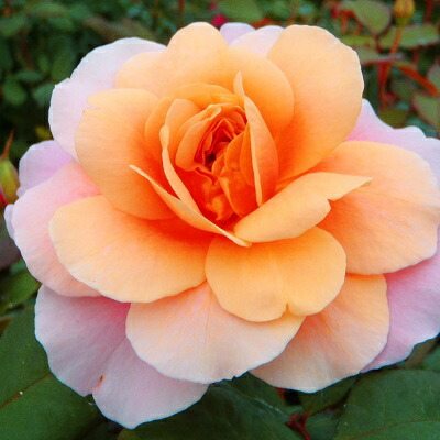 楽天市場】予約販売 バラ 苗 バラ 新苗 大輪 ピース 四季咲き 薔薇