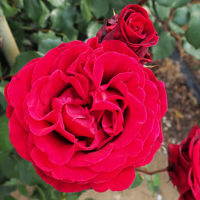 楽天市場】予約販売 バラ 苗 バラ 新苗 つるバラ ピース 薔薇 ばら