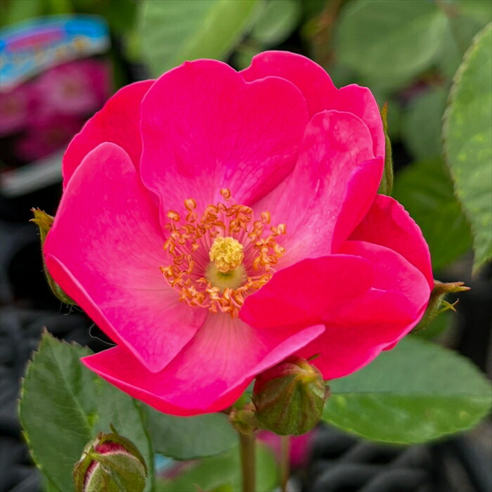 楽天市場】予約販売 バラ 苗 バラ 新苗 つるミュージック つるバラ