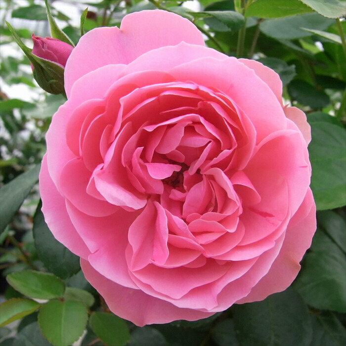 希少なバラの苗を2本 バラ苗 即納 大苗 18cmポット ノーブル ハート : Apple Roses - 通販